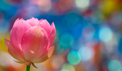 Water lily flower over colorful background