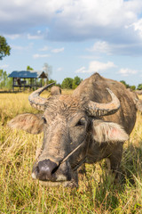 Obraz premium Water buffalo standing on rice field after harvest under beautif