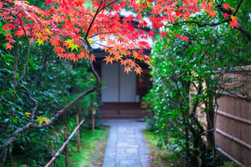 京都　大徳寺　高桐院の紅葉