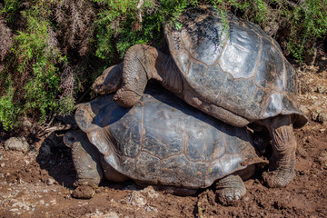 Obraz premium Giant tortoises mating in Darwin Station, Galapagos Islands, Ecuador