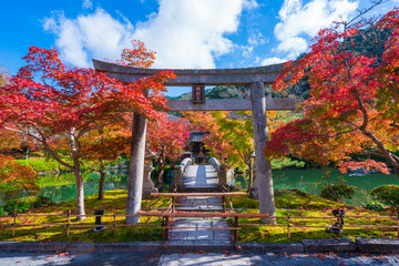 Fototapeta premium Jesienne liście w Eikando w Kioto