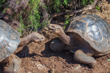 Two Giant tortoises face to face at Isabela Island, Galapagos Islands, Ecuador