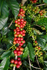 Coffee beans ripening on a tree.