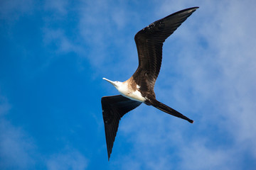 A magnificent frigate bird (Fregata magnificens) flying overhead, Galapagos Islands, Ecuador - obrazy, fototapety, plakaty