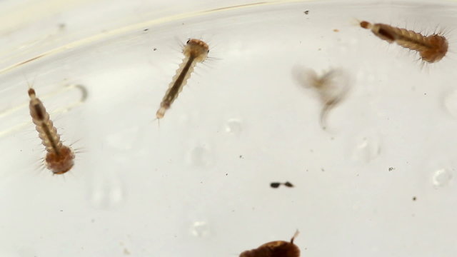 Macro HD footage of a focus pull into a group of mosquito larvae on a white background with wrigglers (larvae) actively swimming around.