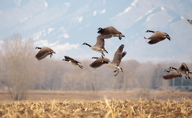 Obraz premium Geese starting in flight.