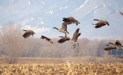 Fototapeten Geese starting in flight. © hmphoto06