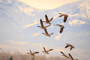 Geese in flight. © hmphoto06