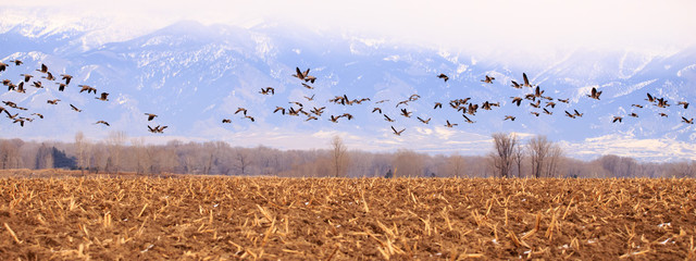 Panorama of Geese. - obrazy, fototapety, plakaty