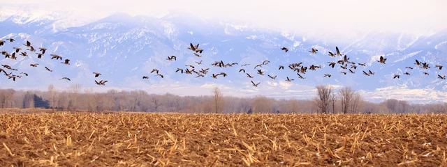 Fotobehang Panorama of Geese. © hmphoto06