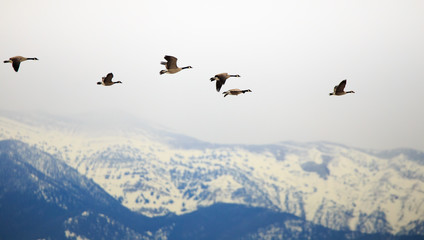 Geese flying above.