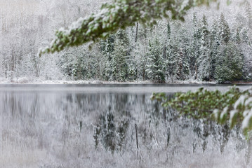 Winter arrives gingerly.  A light dusting of snow on evergreen pines in November, waterfront forest with defocus bough in foreground. - 97337287