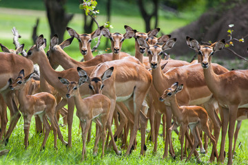 A herd of female and young impalas in Mosi-oa Tunya Nation Park, Zambia, Africa - obrazy, fototapety, plakaty