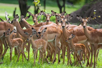 Foto op Canvas A herd of female and young impalas in Mosi-oa Tunya Nation Park, Zambia, Africa © JHVEPhoto