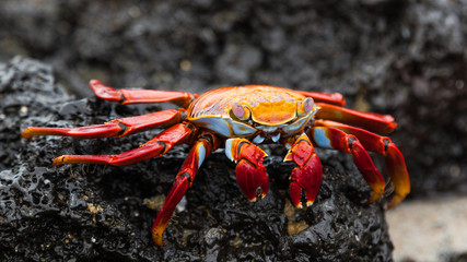 Sally lightfoot crab on black lava rock, Galapagos Islands, Ecuador