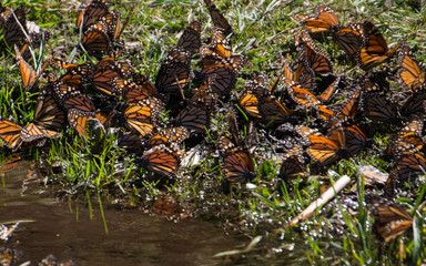 Monarch Butterflies drinking water in Michoacan, Mexico