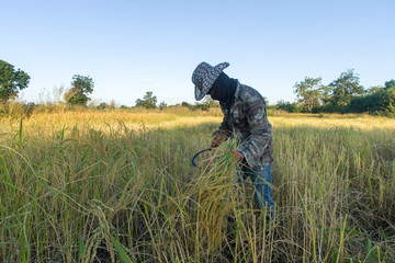 Harvesting as a rice farmer