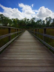 Fototapeta na wymiar Corkscrew Swamp Sanctuary