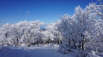 雪景色　/ 　雪山