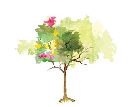 Tree ,colorful tree in summer time,watercolor vector brush design ,vector illustration