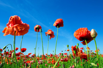 Poppy Flowers