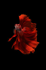 Obraz premium Red betta fish on black background. ( Double tail )