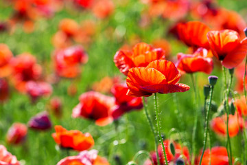 Poppy Flowers
