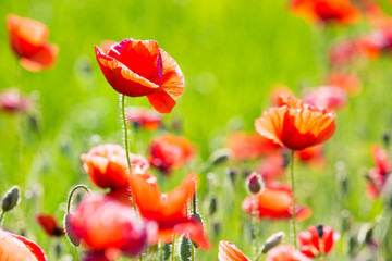 Naklejka premium Poppy Flowers