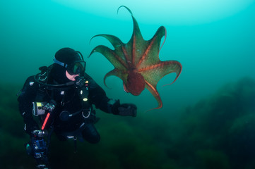 Underwater photographer and cotopus