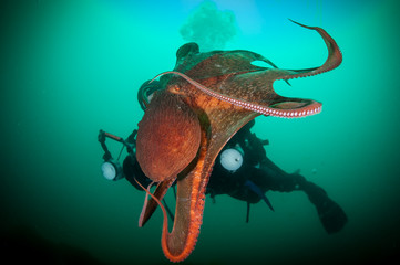 Underwater photographer and cotopus