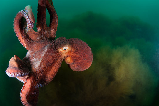 Giant octopus in the deep