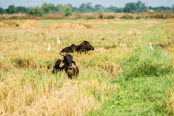 cow on pasture