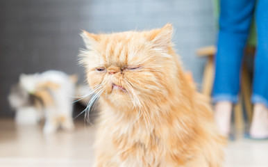 Obraz premium Persian cats 