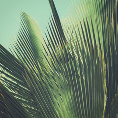 Abstrakter tropischer Weinlesehintergrund. Palmblätter im Sonnenlicht. © sk901