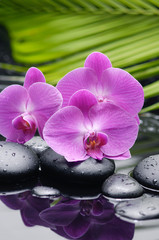 pink orchid with palm and therapy stones 