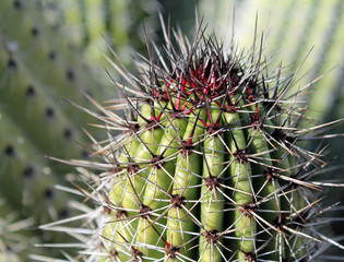 Closeup of a Cactus