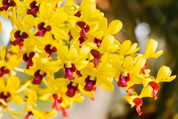 Yellow Orchid on bokeh background