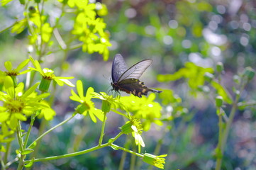 ジャコウアゲハとツワブキ