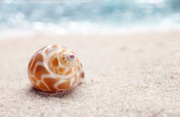 Sea shell on sandy beach