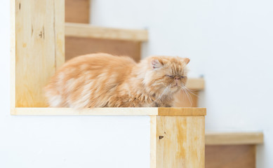 Persian cat