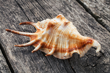 sea shell on wooden background