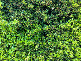 Obraz premium Green leaf wall background.
