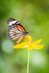 Obraz na płótnie Canvas Butterflies and Flowers