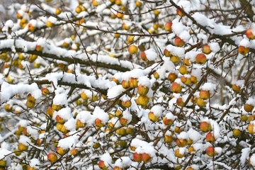 Apple tree under the snow