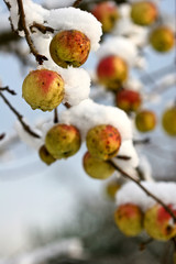 Apple tree under the snow
