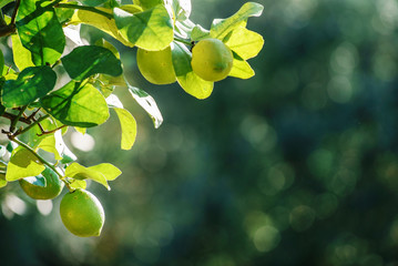 lemon tree