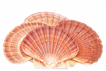 some seashells of mollusk isolated on white background