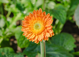 gerbera flower in garden