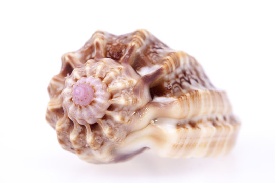 single seashell isolated on white background, close up