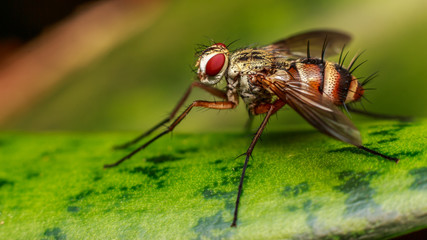  insect, bug